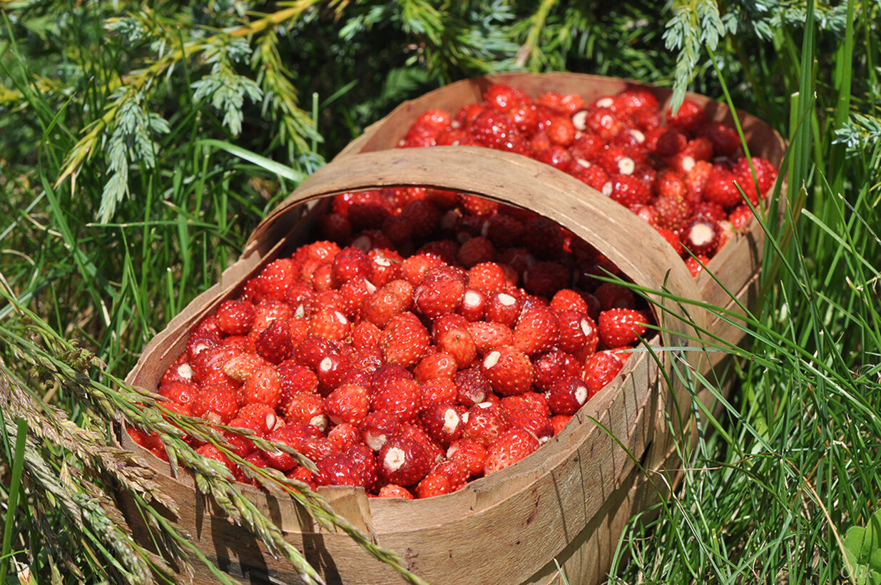 Собирать ягоду в поле