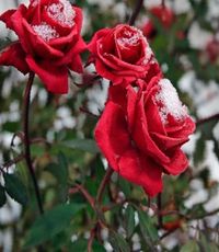 Способы укрыть розу на зиму